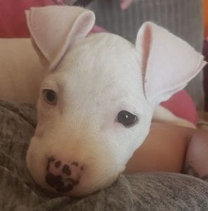 Meet your Posher, Hunter